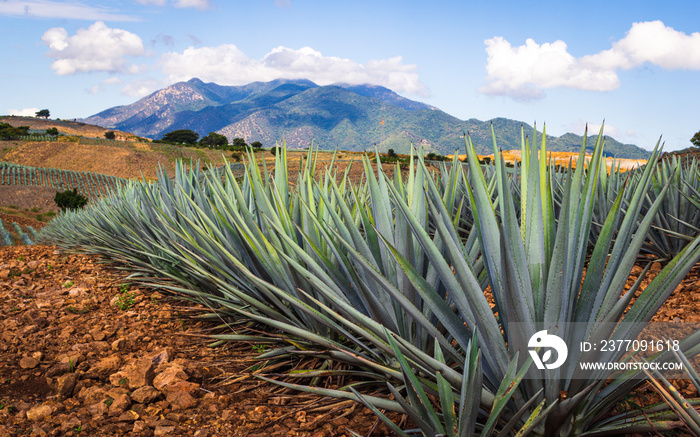 Blue gave fields in Tequila Jalisco, Mexico. Low angle.