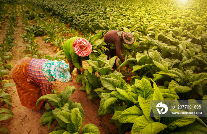 Farmers collect tobacco leaves on farms