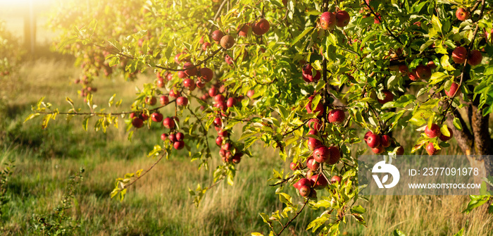 Apple trees on an organic fruit farm