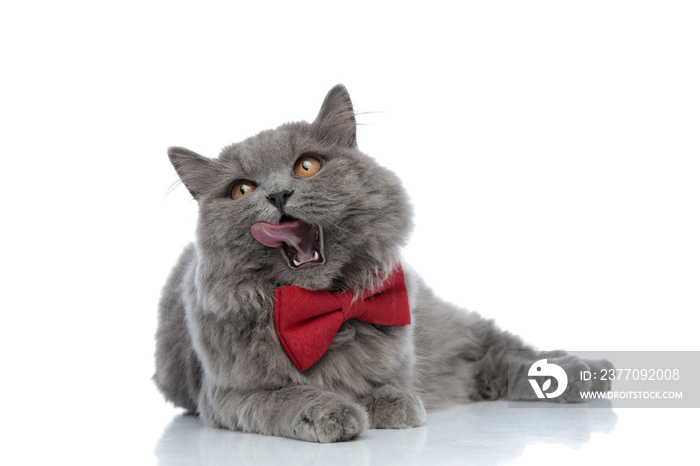 british longhair cat lying down and licking nose hungry