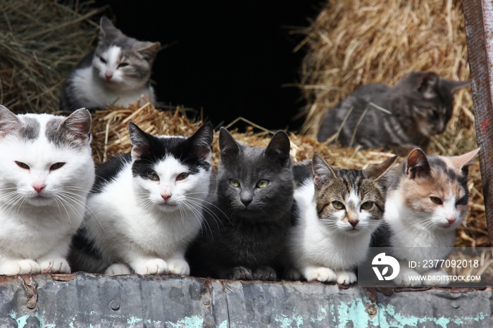 Barn Cats in a Row