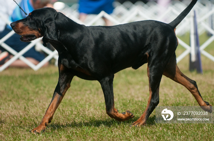 Black and Tan Coonhound walking across the grass