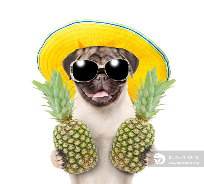 Funny summer dog with sunglasses holding  pineapples. isolated on white background