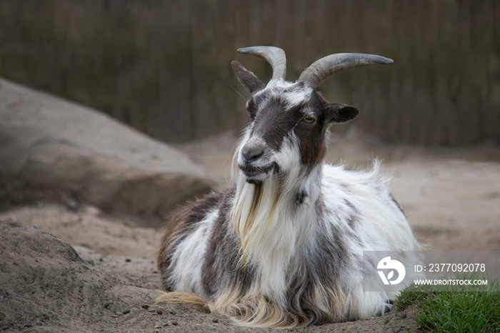 A photograph of a goat with horns lying on the ground and looking slightly left