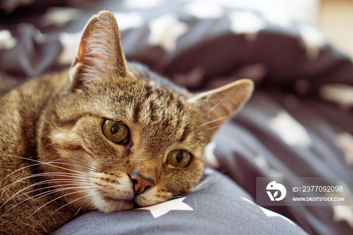 Sad cat on a bed