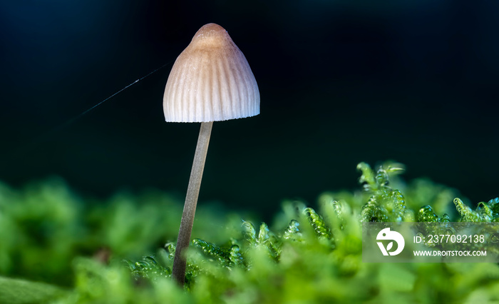 Makro von einem spitzkegeligem Kahlkopf mit einer Spinnenwebe im Moos vor dunklem Hintergrund