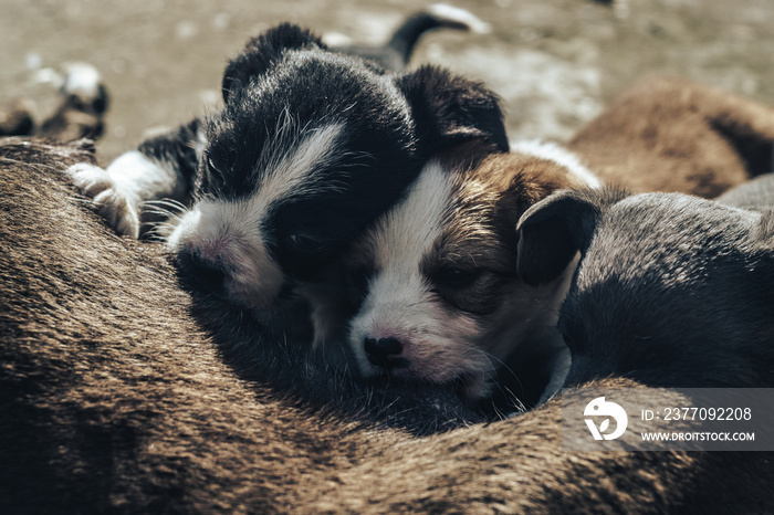 Old dog feeds three so puppies Black and white, White-red, Gray.