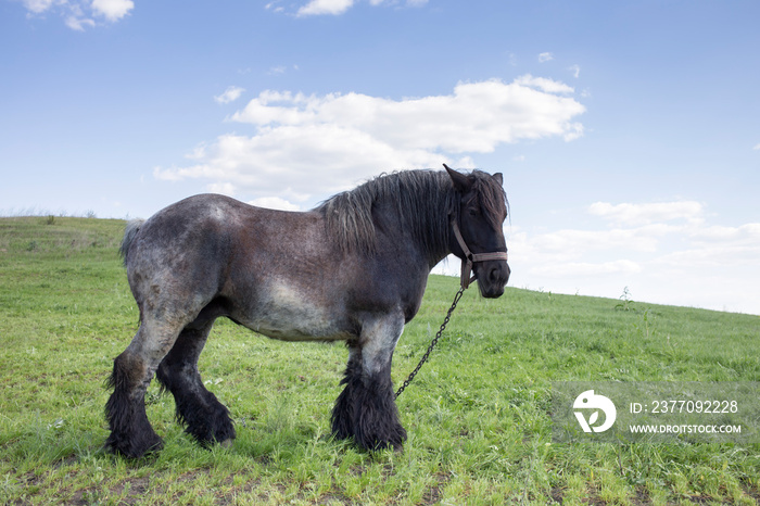 Powerful Belgian horse standing in moldavian field.