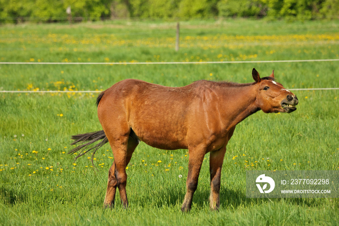 Horse Choke: a Brown Stallion with esophageal obstruction or strictures or choking on hay juts head