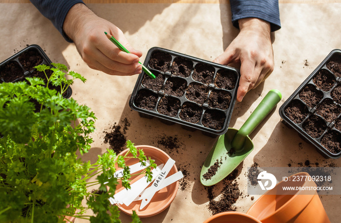 gardening, planting at home. man sowing seeds in germination box