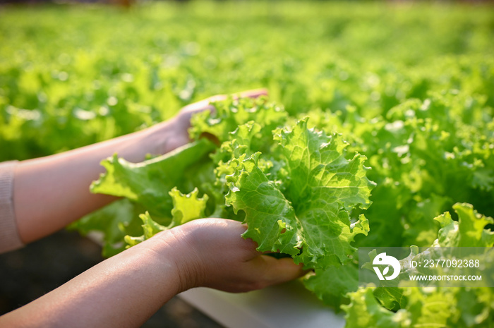 Close-up image of a woman’s hands picking or harvesting fresh green lettuce in the greenhouse.