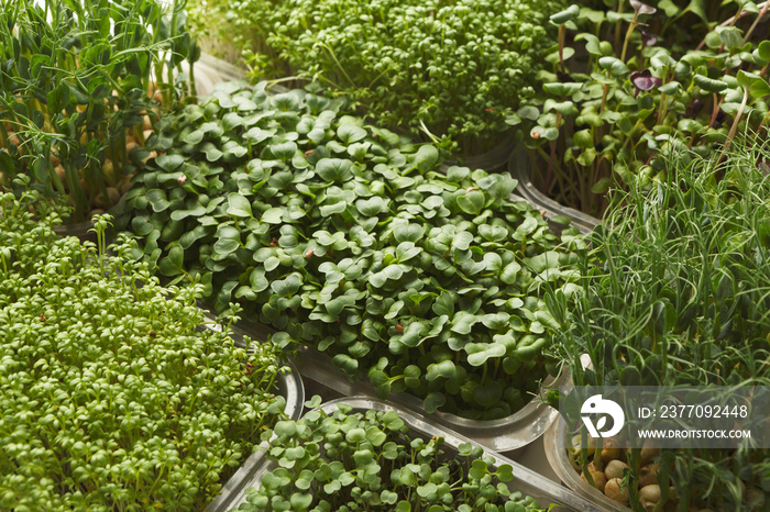 Different kinds of micro greens