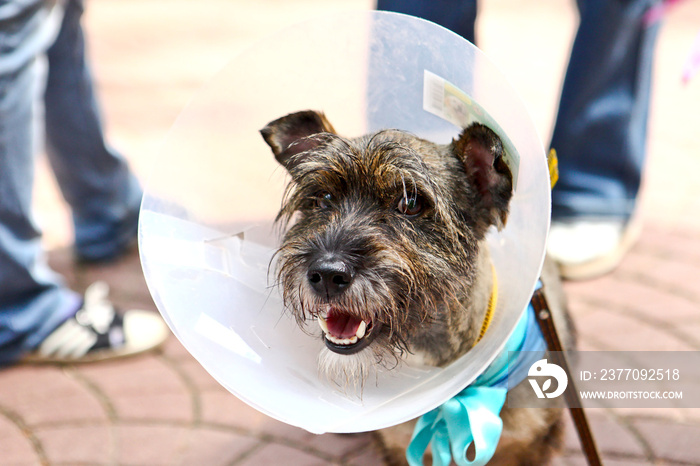 Dog with a cone