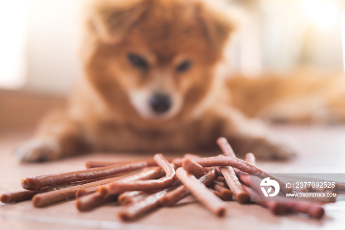 An image of adorable brown dog is looking to a pile of chew snacks stick on the ground. focus on snacks.