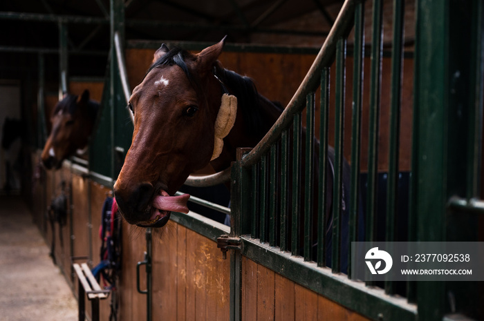 Beautiful brown horse in stable box, yawning and making funny face by showing long tongue