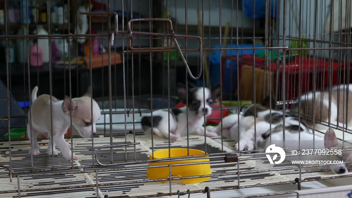 Cute puppies in cage on market. Adorable puppies kept in cage with bare floor on Chatuchak Market in Bangkok, Thailand