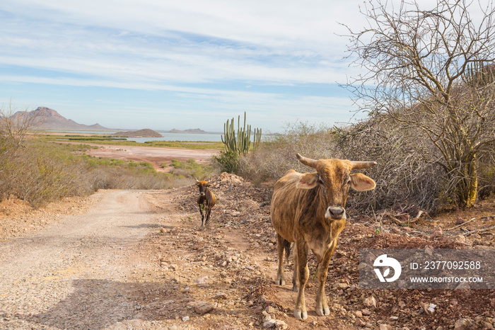 Cow in Mexico