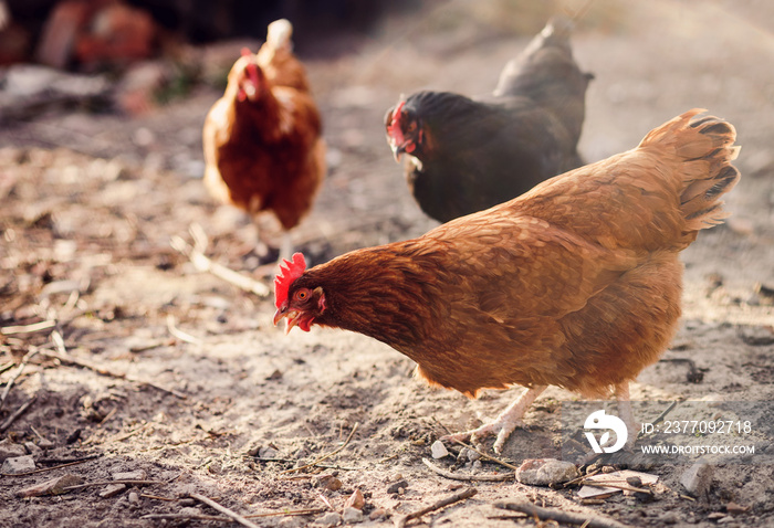 Free range chicken on a traditional organic poultry farm.