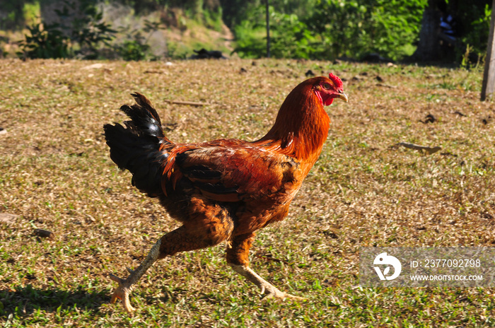 icture of chicken running