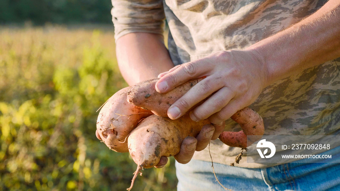 Farmer holding fresh crop of sweet potato in hands and inspecting it, close-up