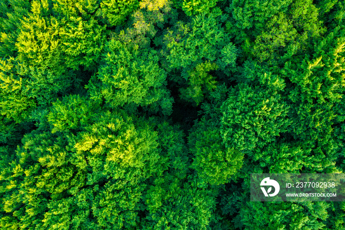 Aerial view of the forest