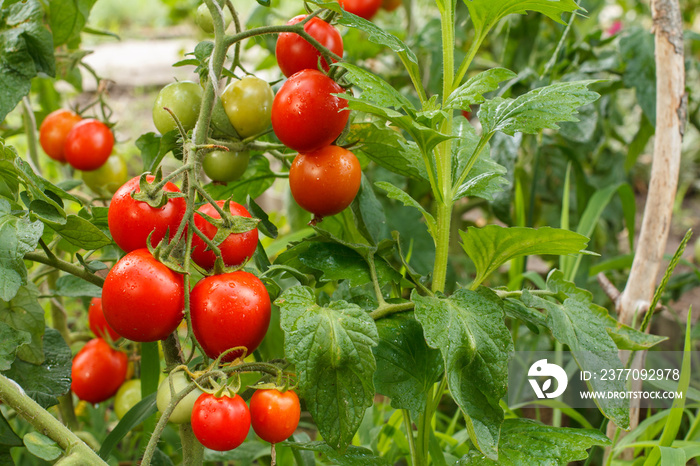 Ripe red tomatoes growing on bush in the garden.