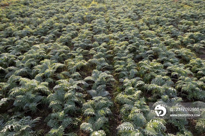 Aerial view of a growing hunchback thistle winter vegetable