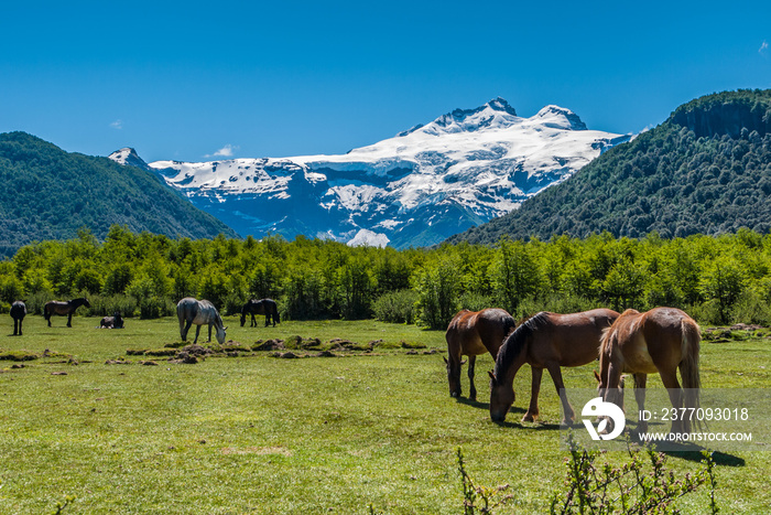 Cerro Tronador view with horses, Bariloche