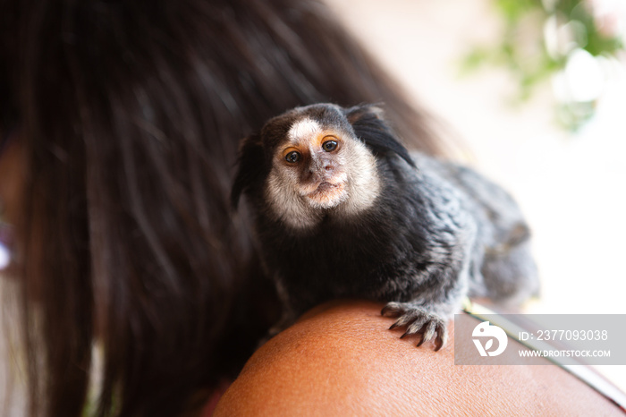 A marmoset photographed on the shoulder of a biologist in Brazil, in the Atlantic Forest