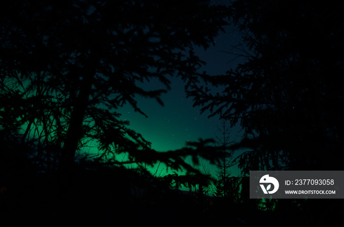 aurora borealis northern light on winter night sky over trees