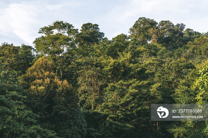 Treetops of Dense Tropical Rainforest during sunrise in Lenggong, Perak.