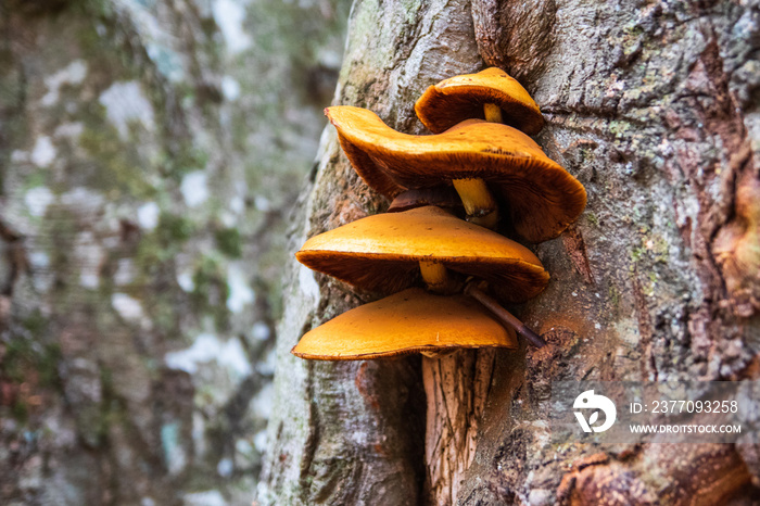 Wild mushroom growth on a tree bark