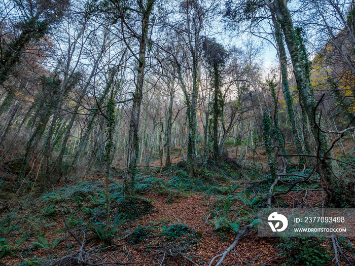 Gorgeous autumn forest in La Garrotxa,, Catalonia, Spain