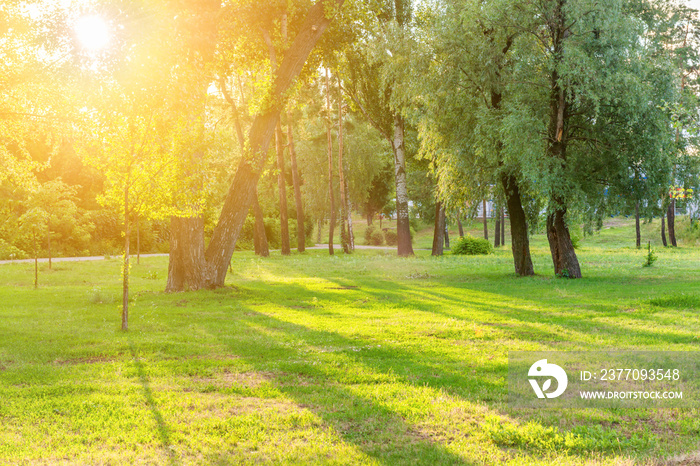 Beautiful sunny park with light beam at green grass