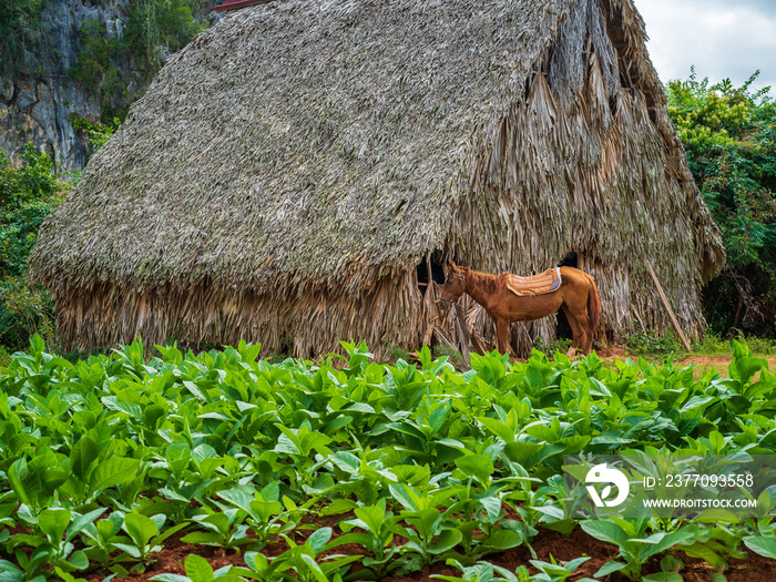 A horse at a tobacco air curing barn next to a tobacco field in Vinales, Cuba