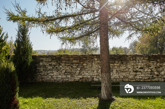 landscape with larch and stone wall near Lavriv, Western Ukraine