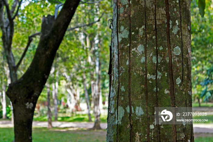 Crabwood tree trunk or Andiroba tree trunk (Carapa guianensis), Brazil