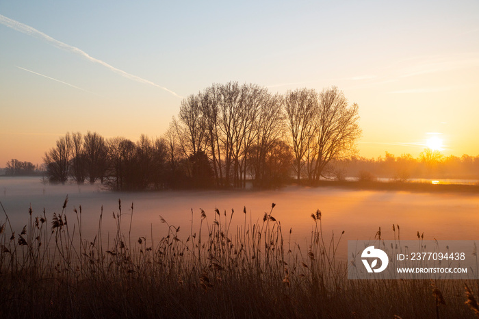 Polder in Dutch Biesbosch National Park covered by fog during sunrise