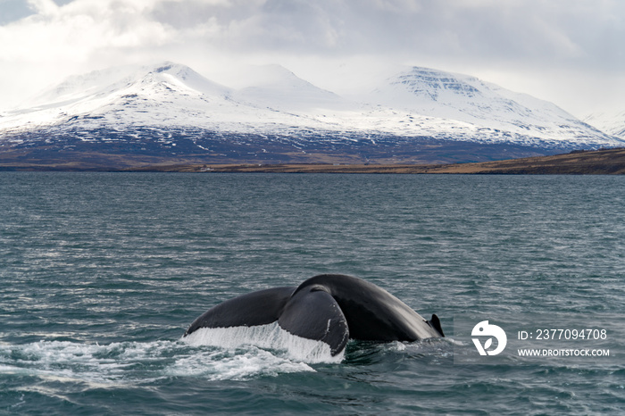 Whale Watching in front of Iceland’s glaciers