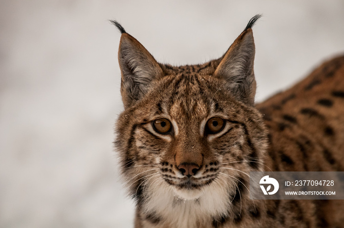 Portrait of Eurasian Lyn (lyn lynx) in Carpathian forrest, Slovakia