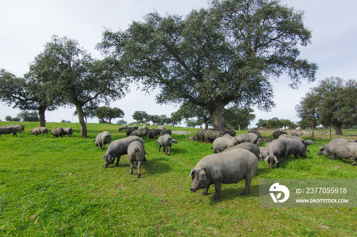 Iberian pigs in the spanish countryside.