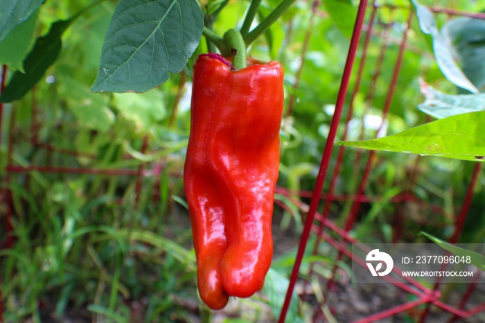 Red Cubanelle Pepper ripening in the garden