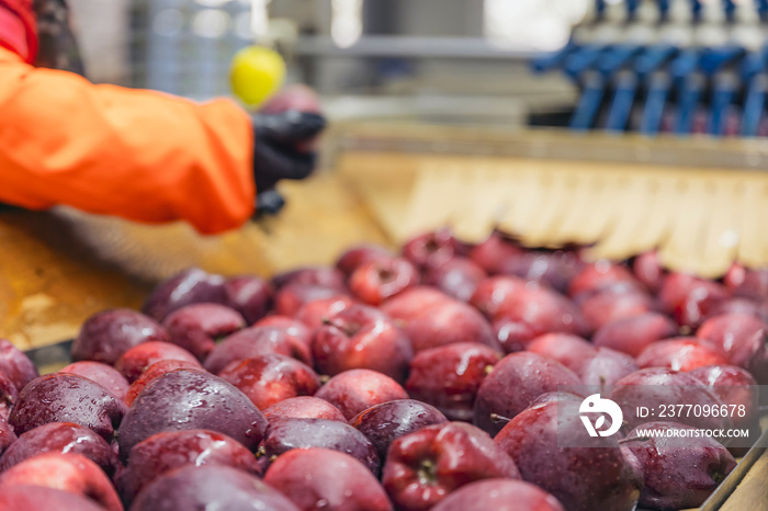 carrying apples for further sorting to the enterprise close-up