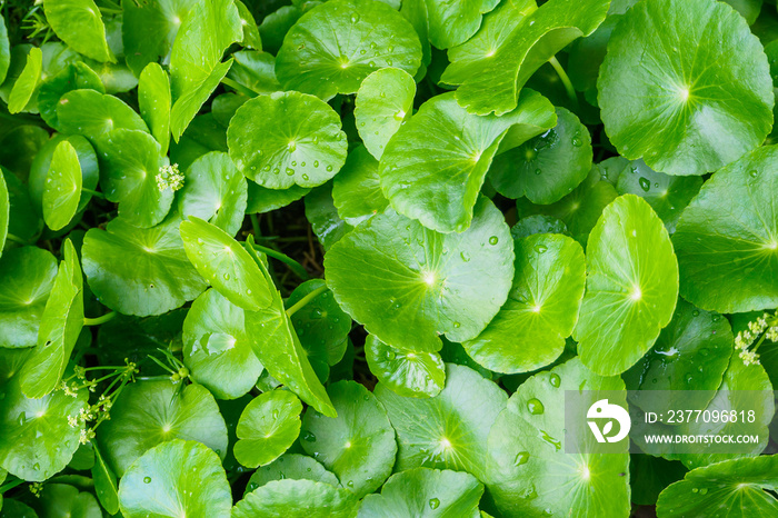 Herbal medicine leaves of Centella asiatica known as gotu kola