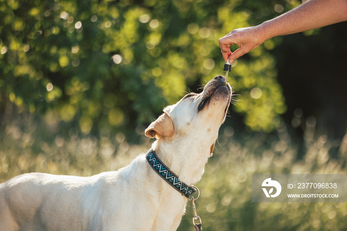 Giving CBD hemp oil to dog with a dropper pipette