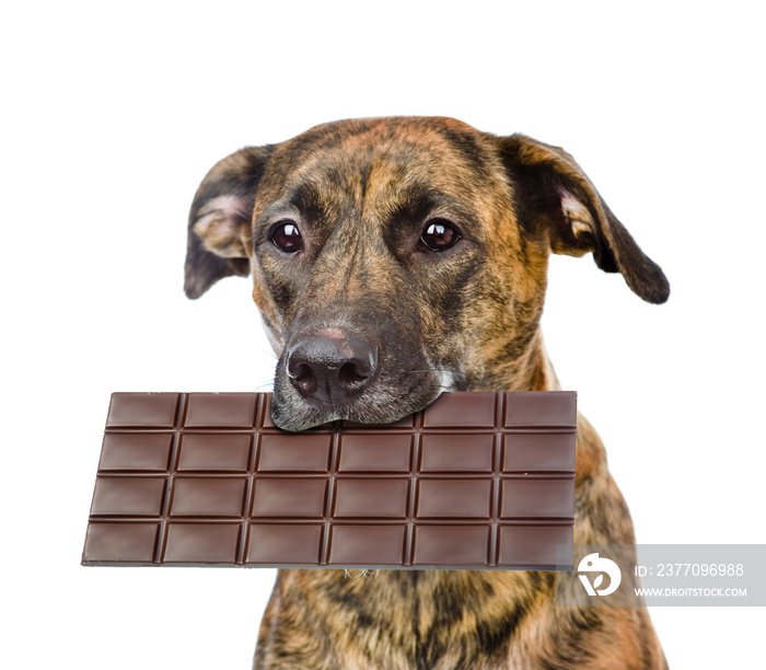 Dog with chocolate in the mouth. isolated on white background