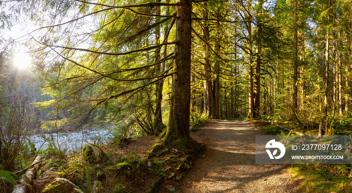 Beautiful Pathway in the colorful and vibrant Rain Forest during a sunny winter day. Taken in Golden Ears Provincial Park, near Vancouver, British Columbia, Canada.