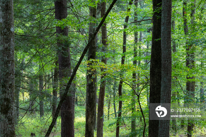 A view of the forest in the Great Smoky Mountains National Park