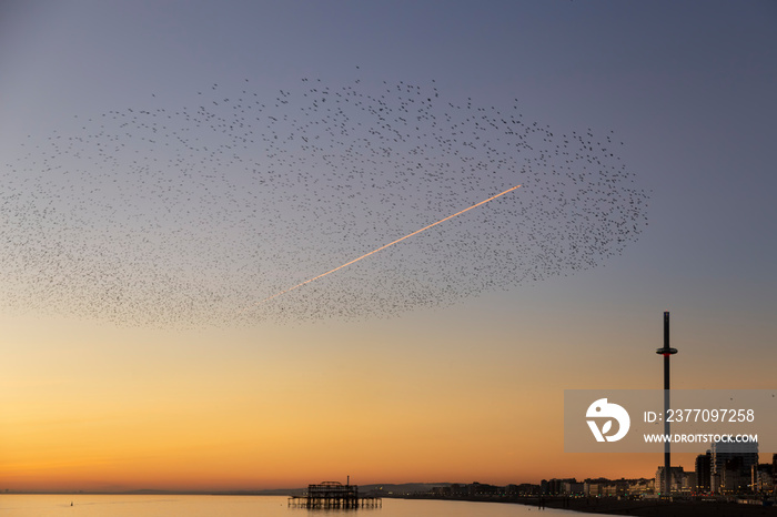 starlings in Brighton at dusk