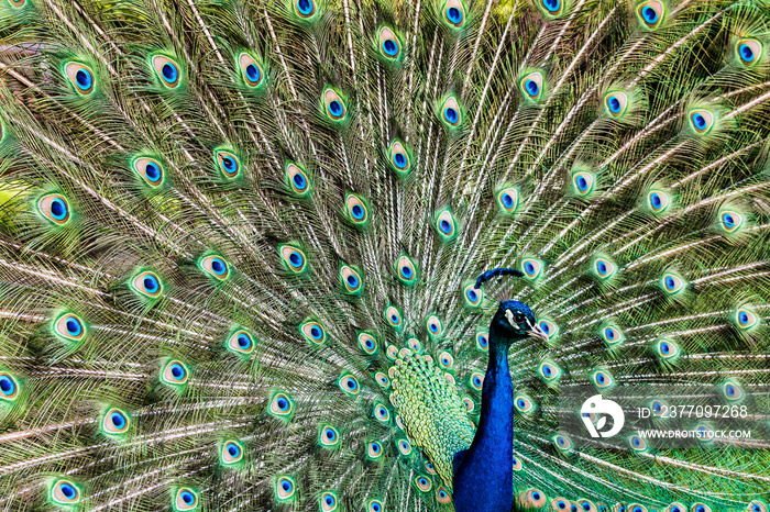 A Peacock in Holland Park in London, England